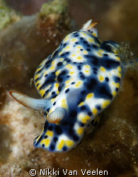 Fire glossodorid taken at Campsite 1, Marsa bareika with ... by Nikki Van Veelen 